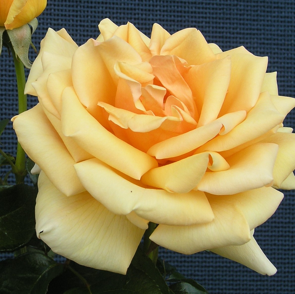 Роза чайно-гибридная Валенсия